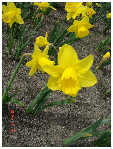 daffodil 9